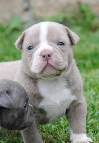 american-bully-pocket-micro-big-2