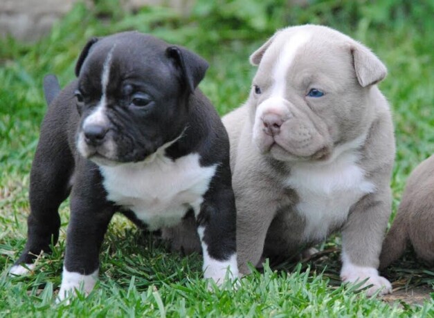 american-bully-pocket-micro-big-4