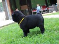 mops-small-3