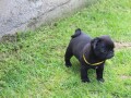 mops-small-4