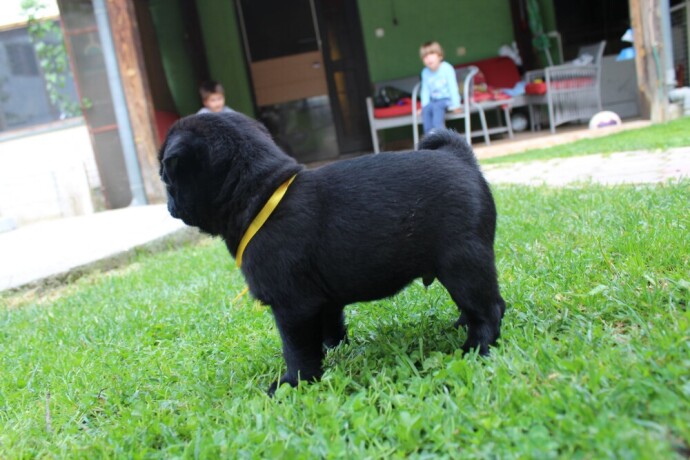 mops-big-3