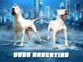 dogo-argentino-stenci-small-0