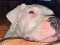 dogo-argentino-stenci-small-3