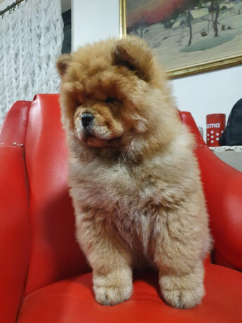 chow-chow-musko-stene-od-2-meseca-big-2