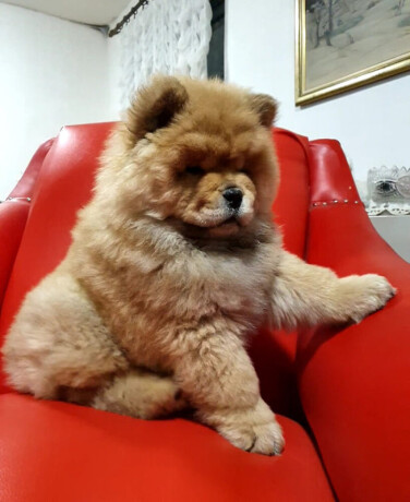 chow-chow-musko-stene-od-2-meseca-big-1