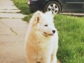 samojed-small-0