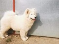 samojed-small-1