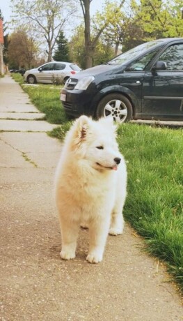 samojed-big-0