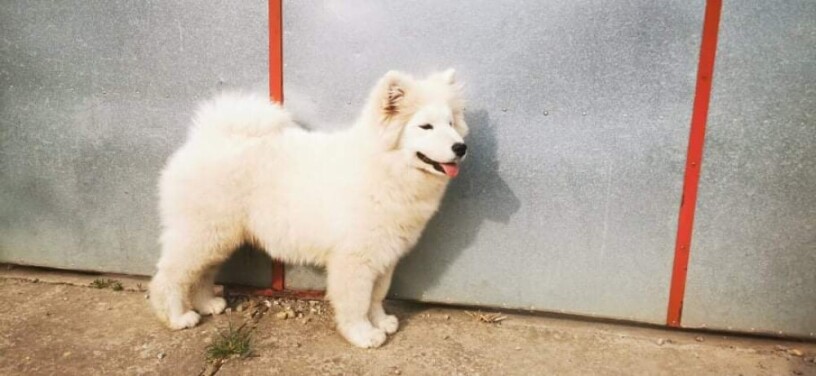 samojed-big-1