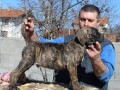 presa-canario-vrhunsko-leglo-small-3