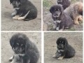 tibetski-mastif-stenci-small-1