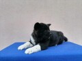 americka-akita-small-3