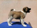 americka-akita-small-1