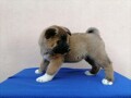 americka-akita-small-2