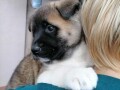 americka-akita-small-4