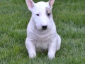 bull-terrier-stenci-vrhunskog-porekla-small-4