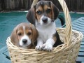 7-cudovitih-mladicev-beagle-registriranih-v-kc-small-1