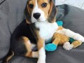 7-cudovitih-mladicev-beagle-registriranih-v-kc-small-0