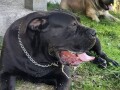 boerboel-stenci-small-4