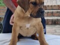 boerboel-stenci-small-1