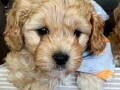 lepi-mladicki-cavapoo-small-0