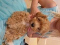 maltipoo-pups-now-ready-small-1