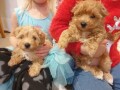 maltipoo-pups-now-ready-small-0