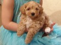 maltipoo-pups-now-ready-small-2