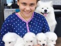 saint-bernard-puppies-available-small-0