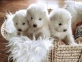 saint-bernard-puppies-available-small-1