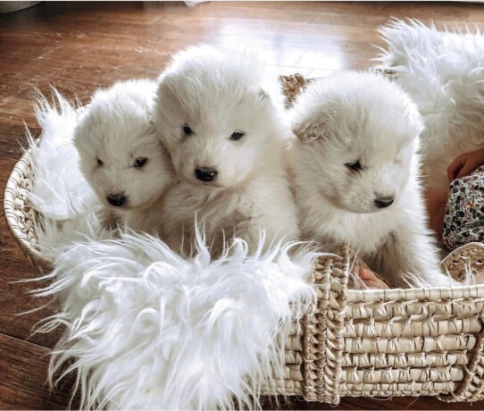 saint-bernard-puppies-available-big-1