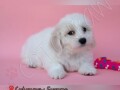 coton-de-tulear-small-2