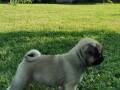 mops-small-4
