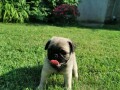 mops-small-3