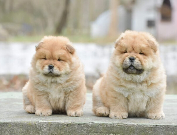 chow-chow-dva-muska-steneta-big-2