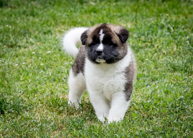 americka-akita-big-2