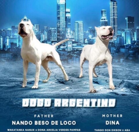 argentinska-doga-big-2