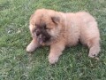 chow-chow-stenci-small-4