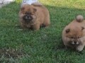 chow-chow-stenci-small-1