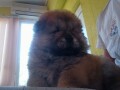 chow-chow-stenci-small-0