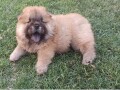 chow-chow-stenci-small-2