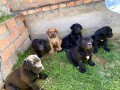 boerboel-stenci-small-4