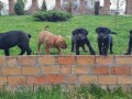 boerboel-stenci-small-2