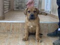 boerboel-stenci-small-0