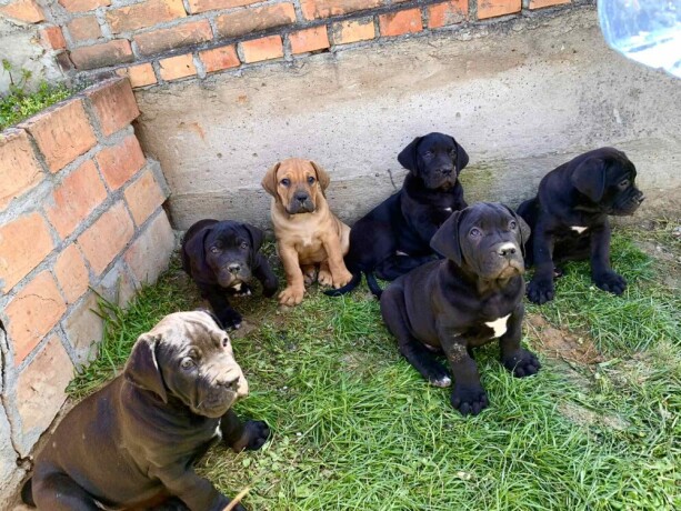 boerboel-stenci-big-4