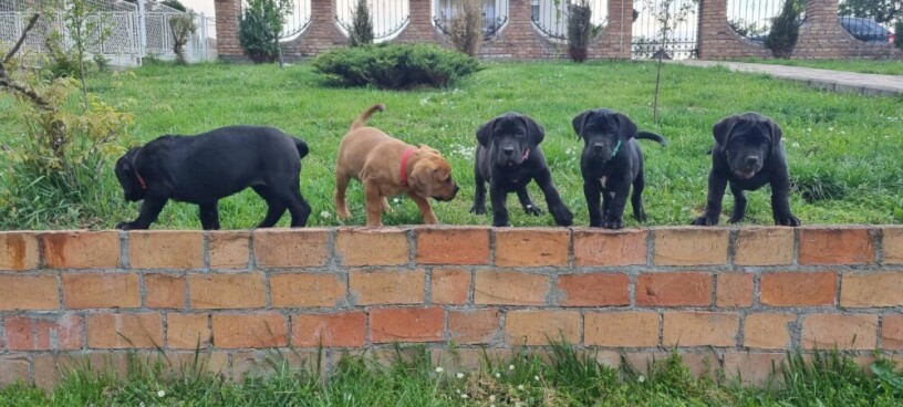 boerboel-stenci-big-2