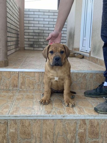 boerboel-stenci-big-0