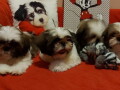 shih-tzu-stenci-lepi-i-umiljati-small-1