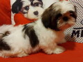 shih-tzu-stenci-lepi-i-umiljati-small-0