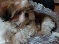 shih-tzu-stenci-lepi-i-umiljati-small-4